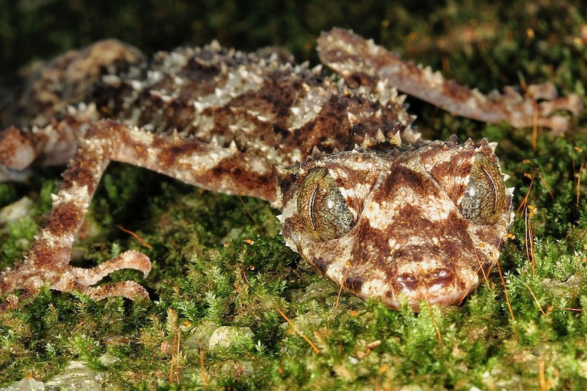 Tắc kè tai lá (Leaf-tailed Gecko) có nguồn gốc từ rừng nhiệt đới và môi trường sống đá. Loài này thường bám trên bề mặt thẳng đứng của đá và cây đón lõng con mồi vào ban đêm, mới được phát hiện ở vùng rừng dãy Melville, vùng Đông Bắc Australia.